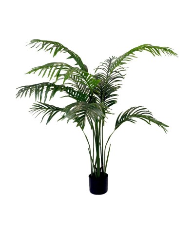 PIANTALA ARECA