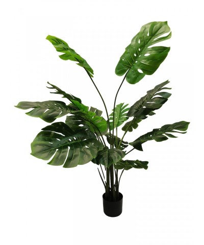 PIANTALA MONSTERA