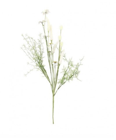 FLORA ANEMONE