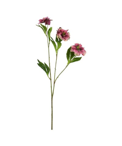 HELLEBORO FIORILE VINACCIA