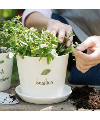 VASO BASILICO CON SOTTOVASO