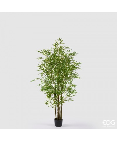 BAMBOO CON VASO