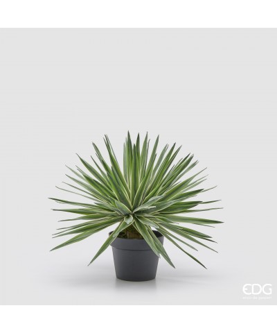 AGAVE CON VASO