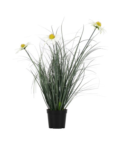 PIANTALA RUDBEKIA