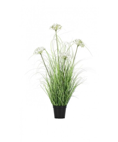 PIANTALA FINOCCHIO SELVATICO