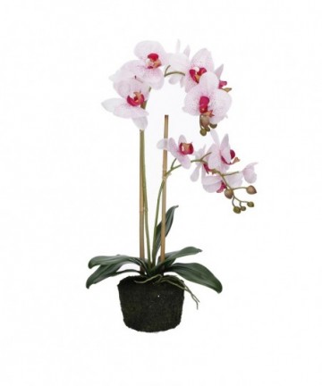 ORCHIDEE MACULATE
