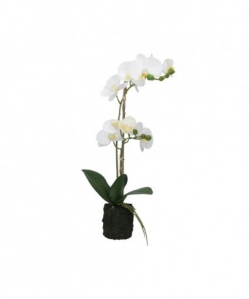 ORCHIDEE BIANCHE